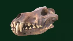 Dire Wolf Skull (Replica)