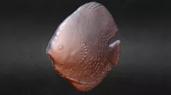 Discus #3