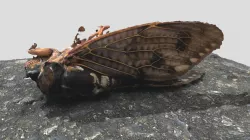 アブラゼミ