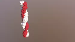 Dna Model