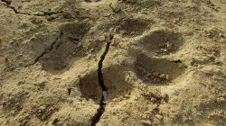 Dog Pawprint