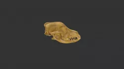 Dog Skull