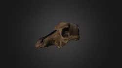 Dog Skull