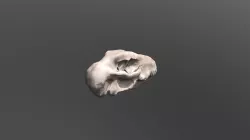 Dog Skull