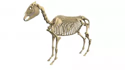 Donkey Skeleton