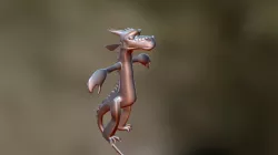 Dragon Test