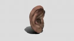 Ear 3d Model