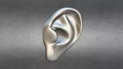 Ear - Default