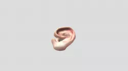 Ear model