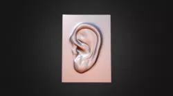 Ear