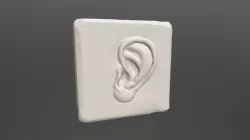 Ear Study