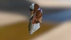 ear