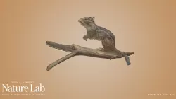 Eastern Chipmunk