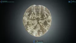 Echinocorys