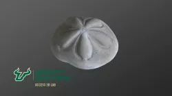 Echinoid