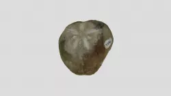 Echinoid