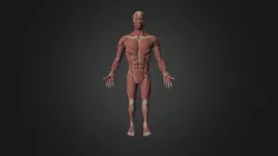 Ecorche