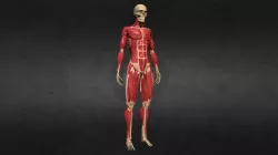 Ecorche - Skeleton and Muscles
