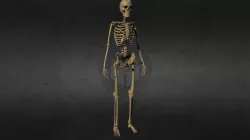 Ecorche - Skeleton