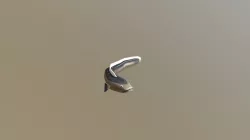 Eel