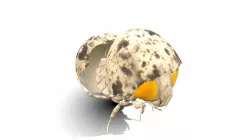 Egg mantis