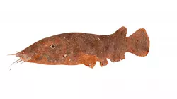 Electric Catfish illustration
