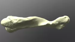Elephant Humerus