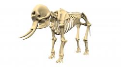 elephant skeletons 3d models 【 STLFinder