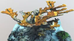 Elkhorn Coral, Acropora palmata