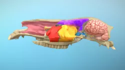 Equine Head Cross-section