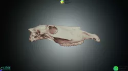 Equus ferus