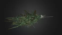 estragon