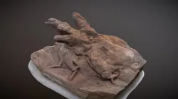 Eubrontes Track