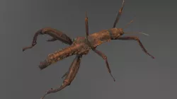 Eurycantha horrida