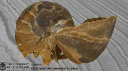 Eutraphoceras (Nautaloid)