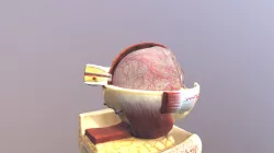 Eye Anatomy Model7