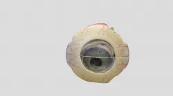 Eye Model3