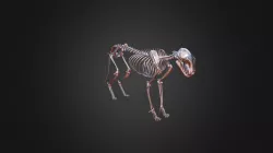 Feline Skeleton Dec