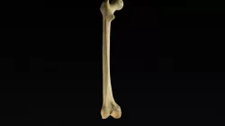 Femur