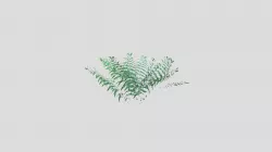 Ferns