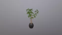 Ficus