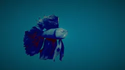 Fighter fish