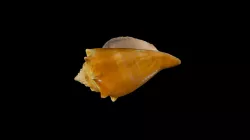 Fighting Conch