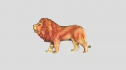 Fingo扫描模型 狮子