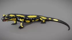 Fire Salamander - Salamandra Salamandra