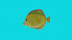 fish