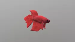 Fish Betta