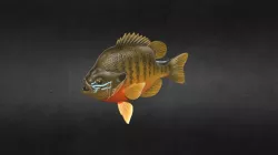 Fish Txt