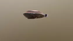Fishmeat