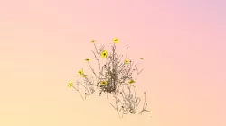 Florida Tickseed (Coreopsis leavenworthii)